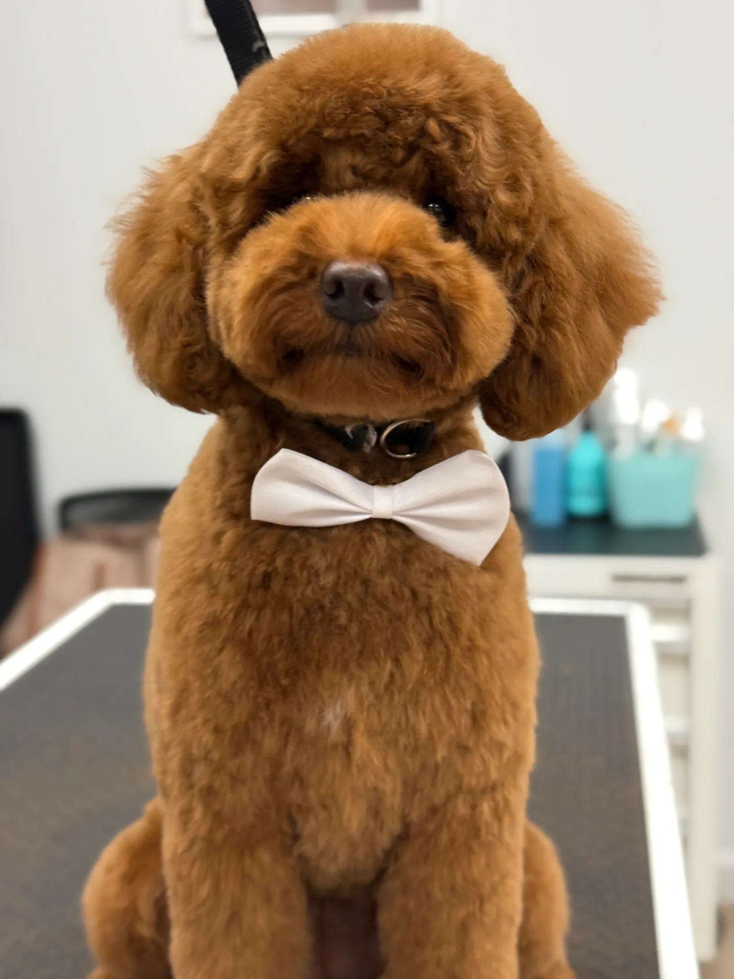 Photo from The Modern Canine - Dog Store & Grooming