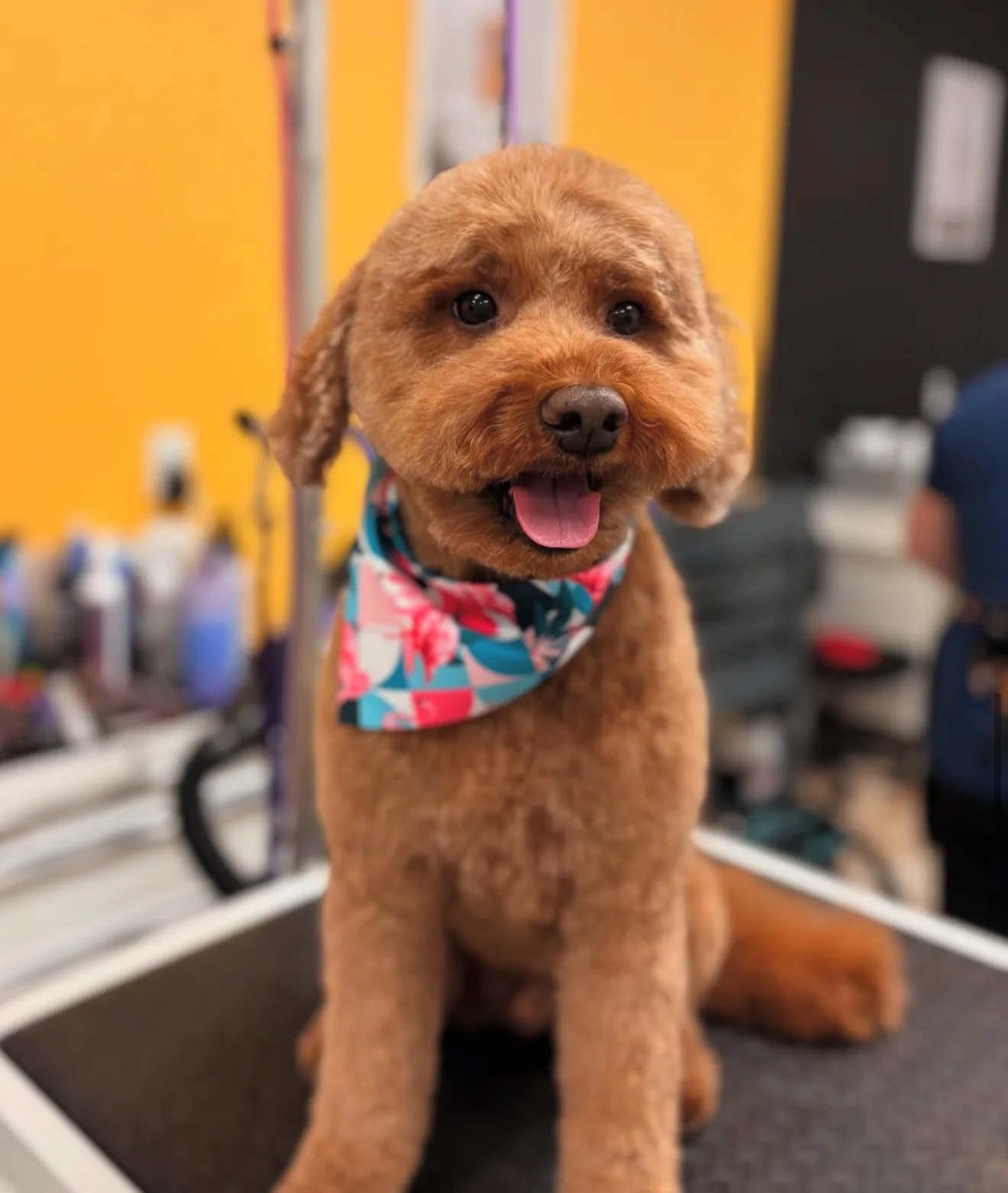 Photo from The Modern Canine - Dog Store & Grooming