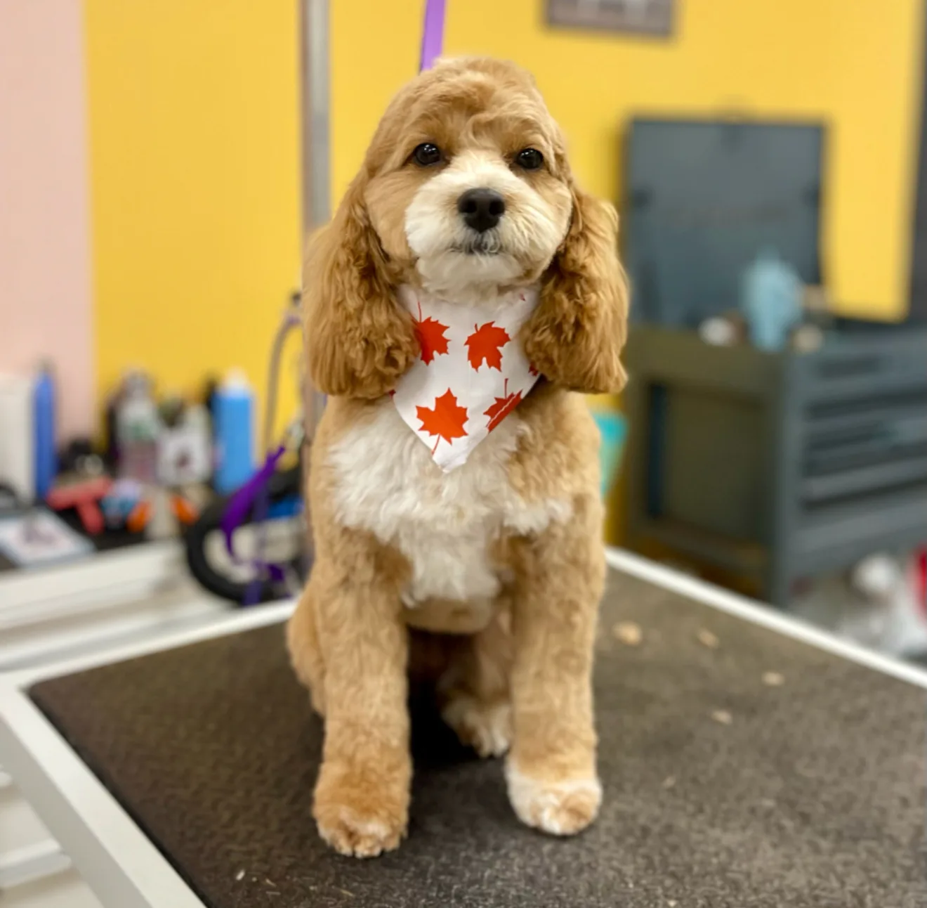 Photo from The Modern Canine - Dog Store & Grooming