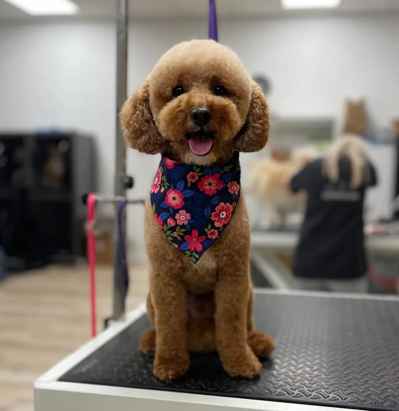 Photo from The Modern Canine - Dog Store & Grooming