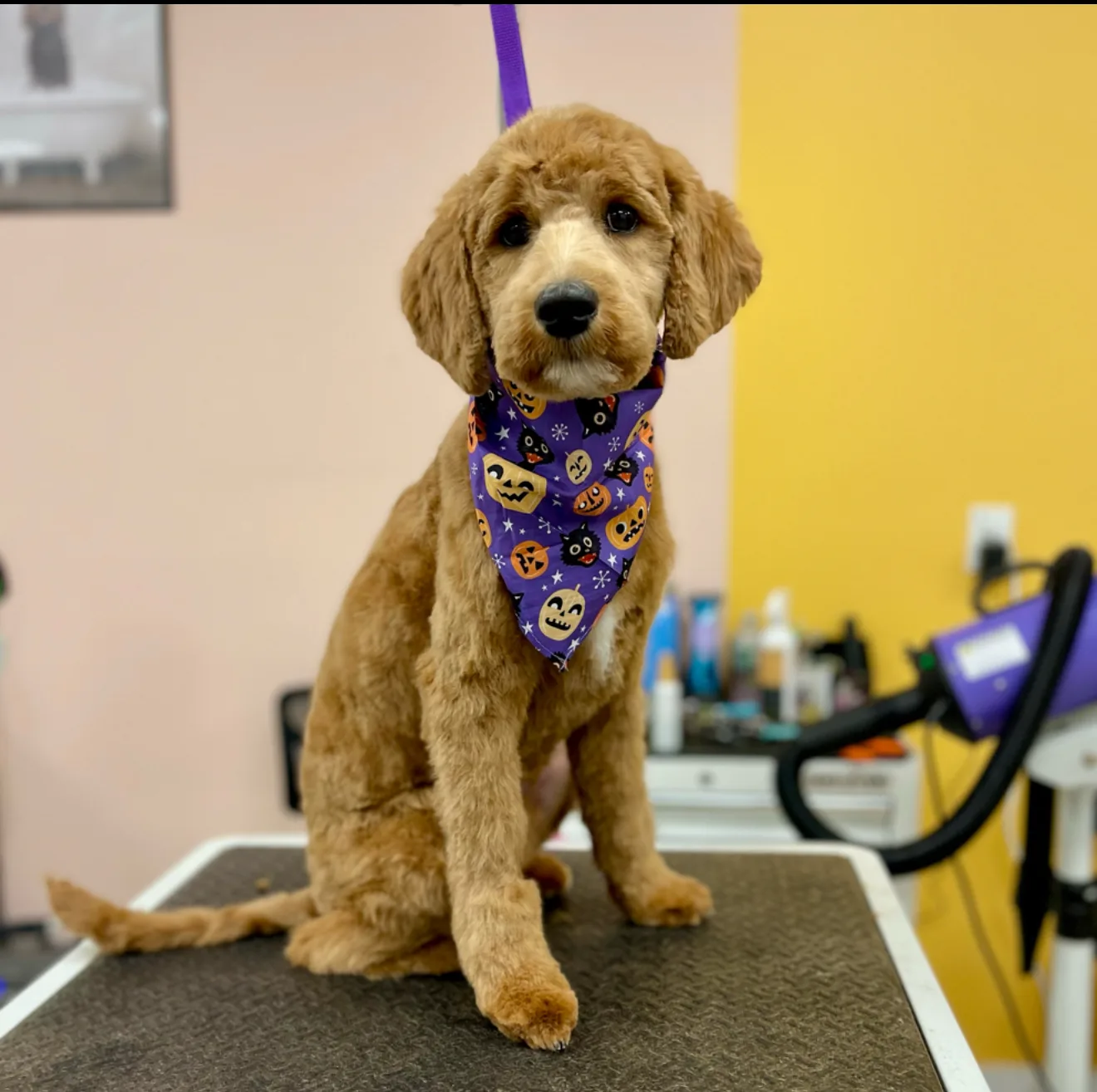 Photo from The Modern Canine - Dog Store & Grooming